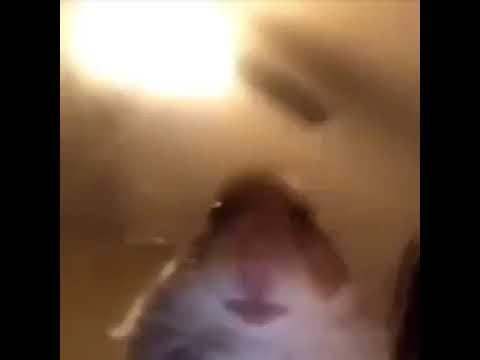 Hamster Cult Meme Stickers for Sale Redbubble