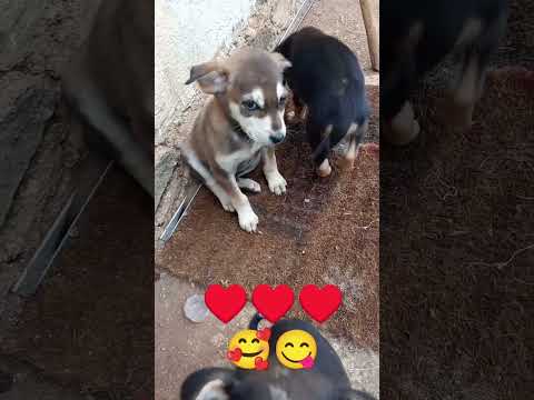 , පුදුම ආදරයක් තියෙන්නේ 🥰🥰♥️♥️♥️#doglover