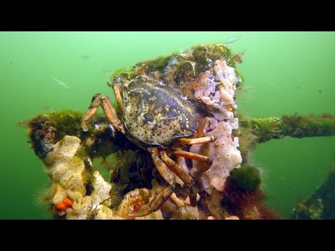 Tauchen im Grevelinger Meer 2014