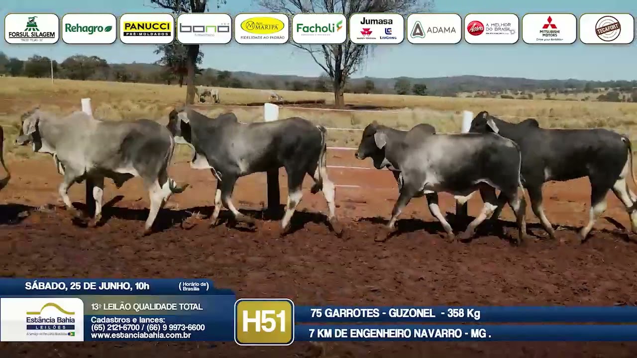 Vídeo LOTE H51 - 13º Leilão Qualidade Total 2022