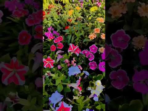 "Vibrant Blooms: A Stunning Display of Colorful Flowers!"