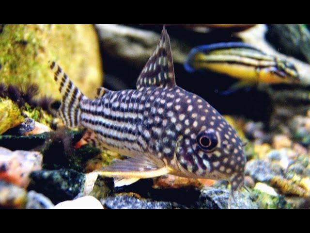 Сомики - coridoras sterba in aquarium