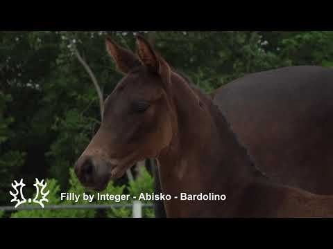 STUTFOHLEN von Integer x Abisko