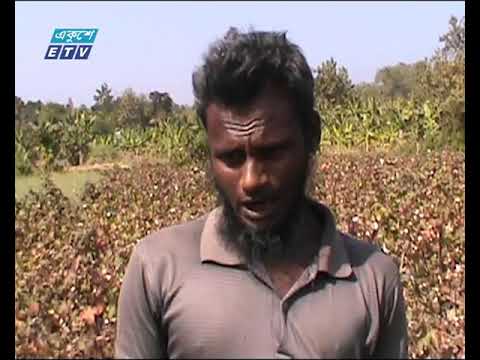 খাগড়াছড়িতে বাড়ছে যুক্তরাষ্ট্রের আপল্যান্ড তুলার চাষ