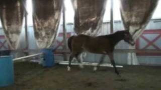 preview picture of video 'Scoop free jumping-'08 gelding by Gonzilla (Hanoverian) out of APHA'