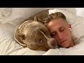 Perros, Gatos y más animales domésticos 3 Video thumbnail