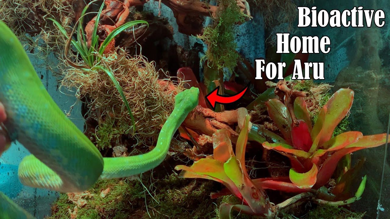 Creating Bioactive Enclosure for Green Tree Python!!!