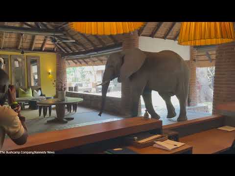 Giant Elephant Wanders Through Hotel Reception || Dogtooth Media