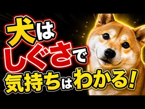 犬のきもちをまるわかり｜しっぽ・耳・行動でわかる本音