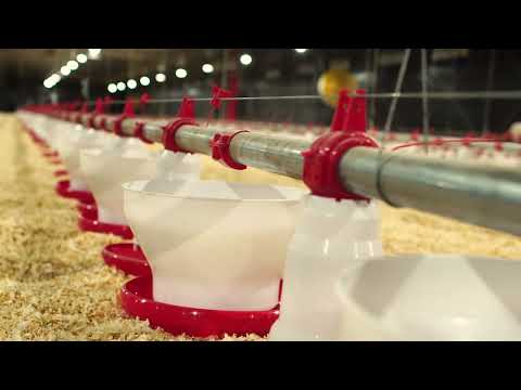 Capa do depoimento de Aurélio Zuchi