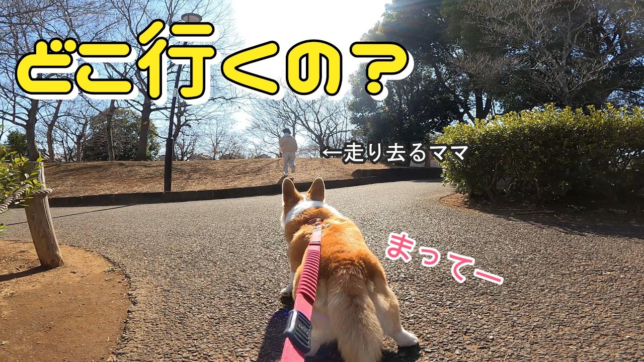 ママがどこに隠れても見つけるコーギー