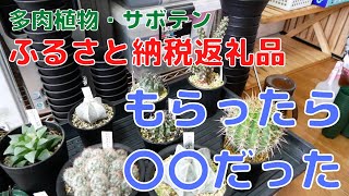 [多肉植物・サボテン] ふるさと納税返礼品をもらいました [大阪府池田市]
