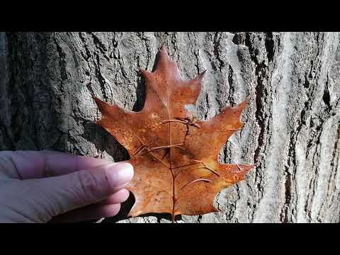 Baumperlenkunde Teil 1, die Roteiche und ihre Perlen