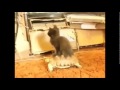 THEY SEE ME ROLLIN THEY HATIN MONTAGE ...