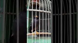 Download lagu jalak kebo mata kuning pandai bicara,,,, 'assalamualaikum..... mp3