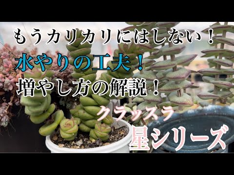 園芸 クラッスラ仏陀寺院