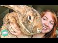 Woman Found A Giant Rabbit And Decided To Show Him The World | Cuddle Buddies