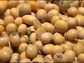 Proses Pembuatan Pakan Ikan Mandiri