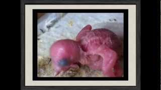 From egg to young budgie in 28 days