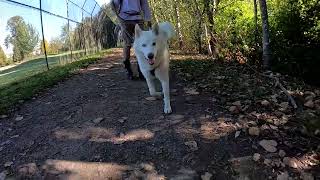 I can't believe I didn't fall with my husky