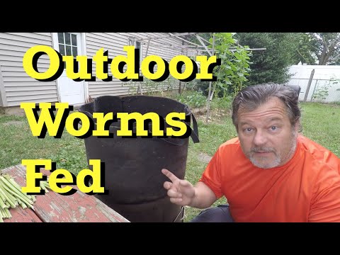 Outdoor worm bag gets fed a yummy treat - vermicomposting