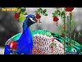 Good Morning Video
