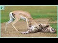 Cheetah Messed With The Wrong Impala It Pays Its Life