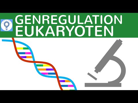 Genregulation bei Eukaryoten einfach erklärt - TATA-Box, Enhancer, Silencer etc. - Genregulation 2