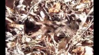 preview picture of video 'Tarantula, California'