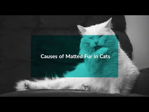 Causes of Matted Fur in Cats