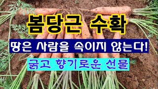 [텃밭농부 1,951]  봄당근 수확. 땅은 사람을 속이지 않는다. 올해도 역시! #당근재배 #봄당근