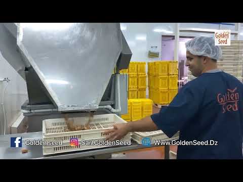 Golden Seed The leading Algerian company in the export of dates