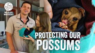 Bindi Irwin & Chandler Visit our Australia Zoo Wildlife Hospital | Dennis the Ringtail Possum