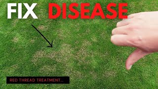 Brown Spots in the Lawn? How to Fix Red Thread Disease