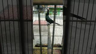 Download lagu cucak keling mewah dri pinggiran mp3