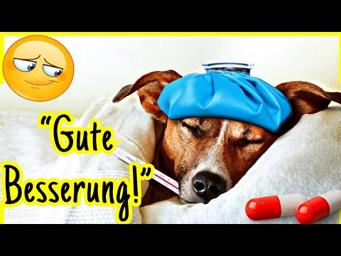 Süße Krankengrüße 🤒 GUTE BESSERUNG mit Herz & Humor 🐶