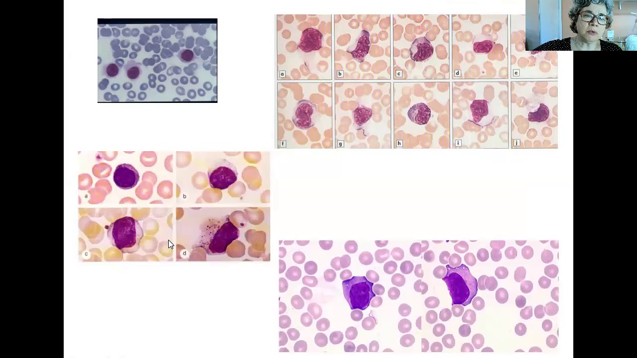 Aula de citometria de fluxo