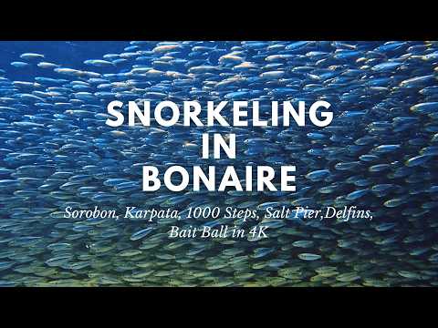 Bonaire Snorkeling in 4k - Sorobon, Karpata, 1000 Steps, Salt Pier, Delfins, Bait Ball