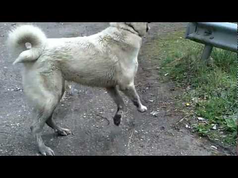 Hunderunde trifft auf Kangals 22 4 12