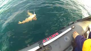 Электрическая катушка для рыбалки на море