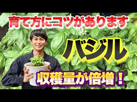 クローブをネズミに対してどうやって使うのか？最も効果的な祖母のレシピ  庭園