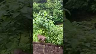 サルが来た　#動物 #猿 #エンカウント