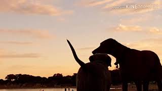 steeple down 17th April 2019