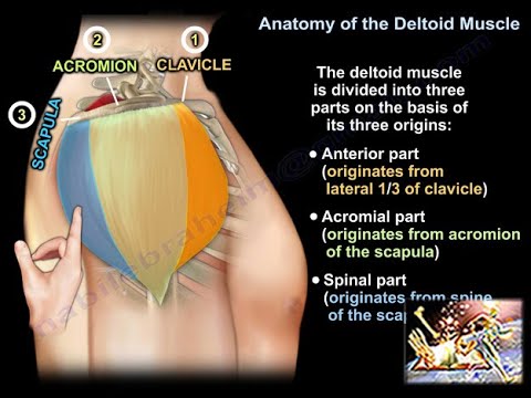 Anatomy of the Deltoid Muscle - Everything You Need To Know - Dr. Nabil Ebraheim
