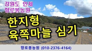 19년 한지형육쪽마늘 손으로 심기