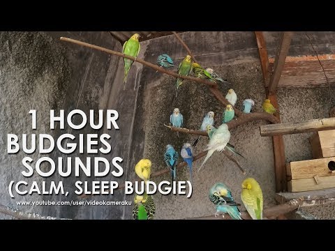 1 HOUR BUDGIE'S SOUNDS - Calm, Sleep, Chill Budgies (HQ Audio) July-22-2019