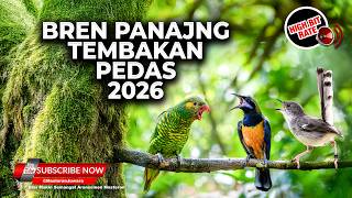Download lagu 🔴 Live Roll Tembak Ciblek Bren Panjang Vs Cucak Cungkok Gacor vs Perkici Beset Rapat Tajam mp3