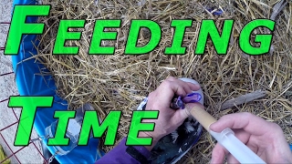 Force Feeding A Duck #87 Ducks & Winter 2016-17