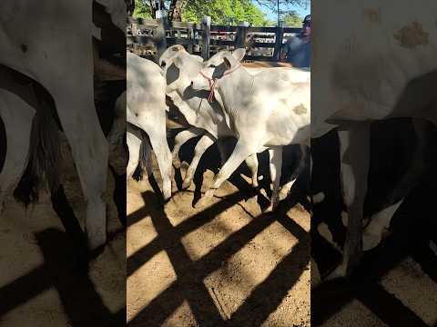 Feira dos animais em Monteiro-PB 07/03/26