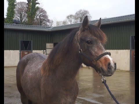 🌟 Smart 2yo Connemara Gelding 🌟 - Image 2